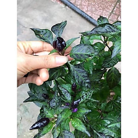 Mua Cây giống ớt tím