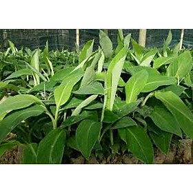 Mua CÂY GIỐNG CHUỐI TIÊU CẤY MÔ