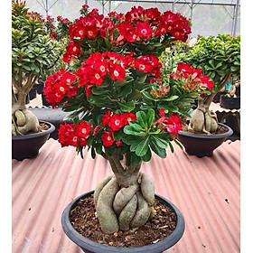 Hạt giống hoa sứ kép Thái Lan - Bịch 10 hạt – Mã số 2042