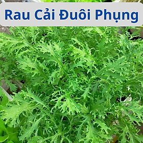 Mua Hạt Giống Rau Cải Đuôi Phụng - Cải Ngọt Đuôi Phụng - Gói 20Gr