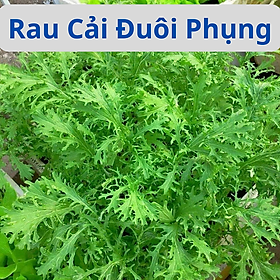 Hạt Giống Rau Cải Đuôi Phụng - Cải Ngọt Đuôi Phụng - Gói 20Gr