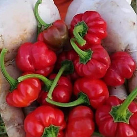 Mua HẠT GIỐNG ỚT BÍ NGÔ CAY MINI