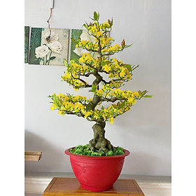 Cây Hoa Mai Giả Bonsai Cao 1m65 Hoa Mai Giả Trang Trí Tết