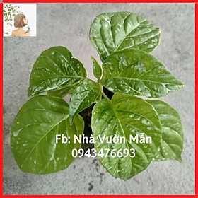Mua Cây (2 tháng) Ớt Haba Red