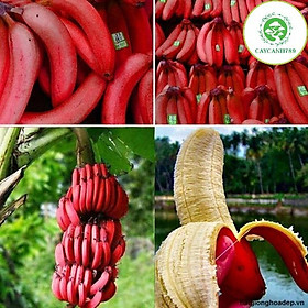 Cây chuối đỏ Dacca nuôi cấy mô