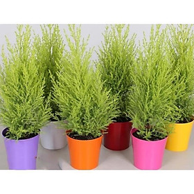 CHẬU CÂY TÙNG THƠM- CÂY VƯỢNG PHONG THỦY, THANH LỌC KHÔNG KHÍ + Tặng 01 cây dâu da đất
