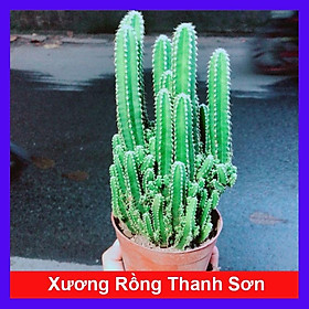 Xương Rồng Thanh Sơn - cây cảnh để bàn