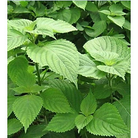 Mua Hạt Giống Rau Kinh Giới - 2gram/gói