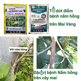 Mua Đặc hiệu trừ bệnh nấm hồng trên cây mai vàng  bộ sản phẩm dùng hiệu quả ngay từ lần đầu sử dụng(new kasuran vs folita)