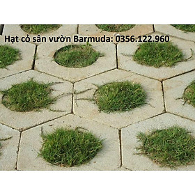 100g Hạt giống cỏ thảm Barmuda