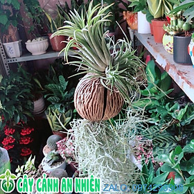 Mua Cây Không Khí