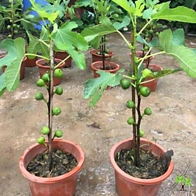 Mua Cây sung mỹ cây đẹp chuẩn giống