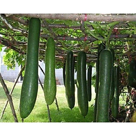 Hạt giống bí đao xanh siêu quả gói 2 gr