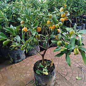 Mua CÂY GIỐNG QUẤT NGỌT SIÊU QUẢ SIÊU NĂNG SUẤT- CAM KÊT GIỐNG CHUẨN F1 - CGQNSQSNS