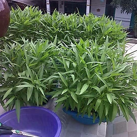 05 Gói Hạt Giống Rau Muống Tre - Nảy Mầm Cực Chuẩn