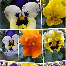 Hạt giống hoa pansy hoa cánh đơn nhiều màu - Gói 50 hạt