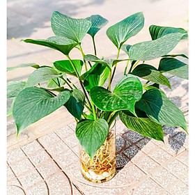 Cây trầu bà đế vương xanh trồng thủy sinh