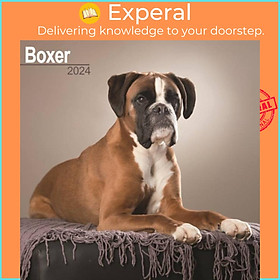 Sách - Boxer (Euro) Calendar 2024  Square Dog Breed Wall Calendar - 16 Month by  (UK edition, paperback)