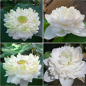 Mua Hạt giống sen bách diệp hoa màu trắng-Gói 5 hạt