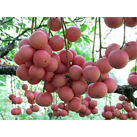 CÂY GIỐNG DÂU DA ĐẤT SIÊU QUẢ SIÊU NĂNG SUẤT- CAM KÊT GIỐNG CHUẨN F1