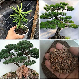 Mua Hat giống cây tùng la hán ( 1 gói 10 hạt )