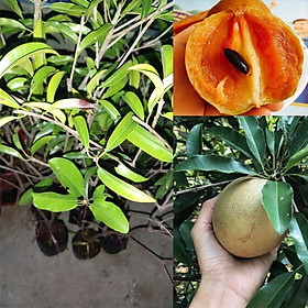 Mua Cây giống Hồng Xiêm Mexico Sapoche_ Cây giống to khỏe  nhiều nhánh cao 80-100cm cho trái sau 12 tháng
