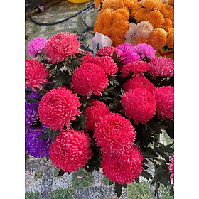 Túi Bột Nhuộm Màu Hoa Tươi Nhập Khẩu Công nghệ Israel (1 túi pha 1L nước màu hoa) Premium Color nhuộm được trên 200 cành hoa tươi