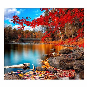 Mua Tranh sơn dầu số hoá tự vẽ có khung đã căng 40x50 cm - Rừng lá phong Canada DZ102