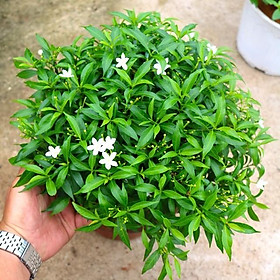 Mua BẦU CÂY GIỐNG MAI VẠN PHÚC( CÂY MAI TIỂU THƯ)