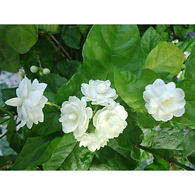 Cây hoa lài ta, cho hoa thơm trang trí sân vườn - Arabian Jasmine