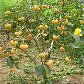 Cây giống HỒNG GIÒN- Cây giống chuẩn F1 gửi đi nguyên bầu
