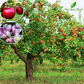 Cây tạo queen hàn quốc, giống táo mới, cây ghép nhanh cho quả
