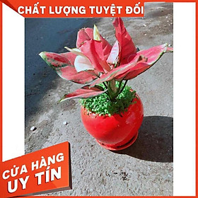 Chậu Vạn Lộc Nhiều Người Mua