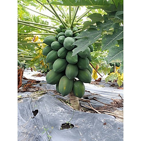 Mua GIỐNG ĐU ĐỦ LÙN THÁI LAN