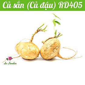 Hạt giống Củ sắn, Củ đậu DỄ TRỒNG Rado 405 gói 5gr