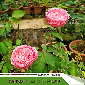 Mua Hoa hồng ngoại Ichika Rose Nhật cánh cứng