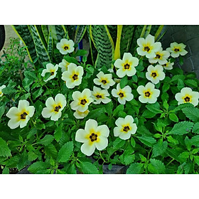 Cây Đông hầu ( Dừa kem - dừa vàng )