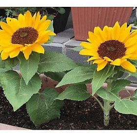 Mua 30hạt giống hoa hướng dương lùn