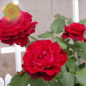 Mua Cây hoa hồng cổ Hải Phòng đỏ nổi tiếng VN - Hoa hồng Thăng Long Flower