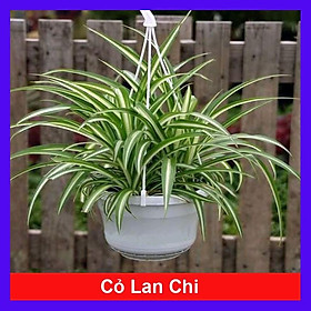 Cỏ Lan Chi - Cây cảnh mini + Tặng phân bón cho cây mau lớn