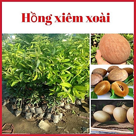 Cây hồng xiẻm xoài cao 70-90 cm quả to thơm ngon rất dễ trồng