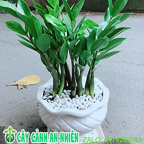 Mua Chậu Cây Kim Tiền