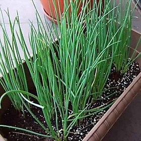 Hạt giống hành hương cao sản gói 5gr