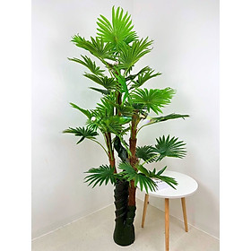 Mua Cây cọ giả - Chiều cao từ 170cm đến 180cm - Cây giả  hoa lụa Decor trang trí nhà cửa