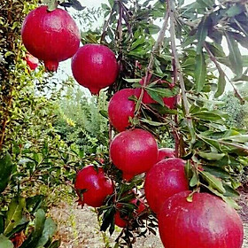 Mua Cây lựu đỏ ấn độ vỏ đỏ ruột đỏ hàng nhập khẩu