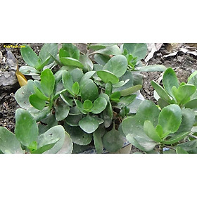 Mua cây hoa bỏng+ 700g phân thỏ hữu cơ