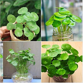 Mua Hạt giống cỏ đồng tiền - Gói 50 hạt