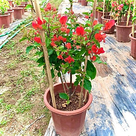 Mua cây hoa giấy đỏ lửa thái trưởng thành - Red Samba đang hoa cao 80cm (Ảnh thật).