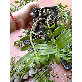 Hoa phong lan phi điệp trắng gieo hạt+ 700g phân thỏ hữu cơ