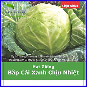 Mua Hạt Giống Bắp Cải Lai F1